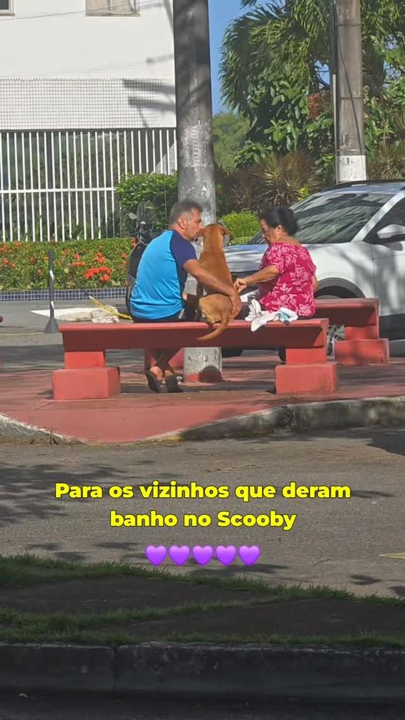 Scooby, cachorro de porte médio para adoção em Salvador - BA