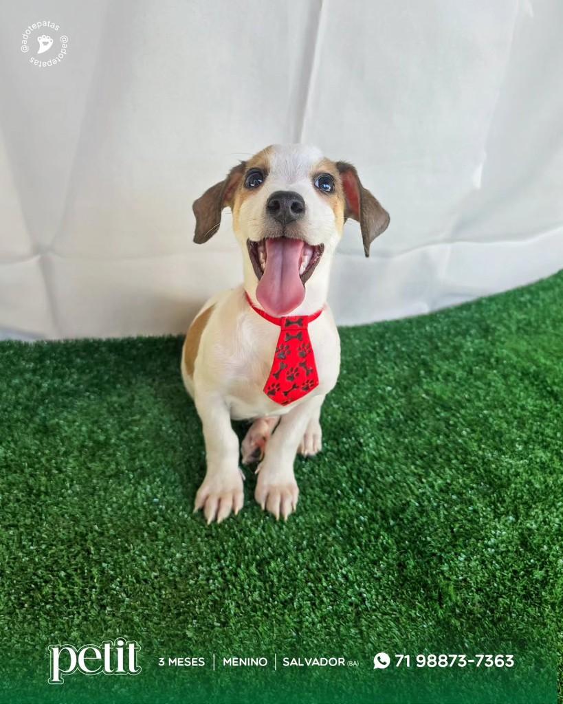Petit, cachorro de porte pequeno para adoção em Salvador - BA