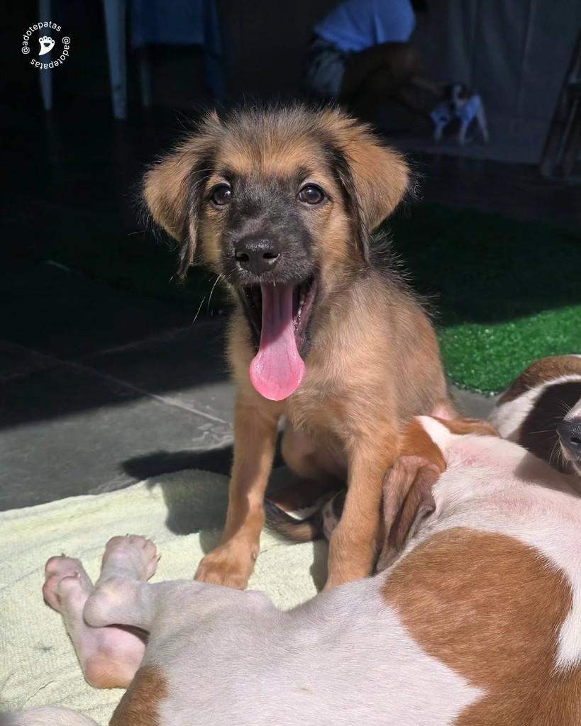 Sophie, cadela de porte médio para adoção em Salvador - BA