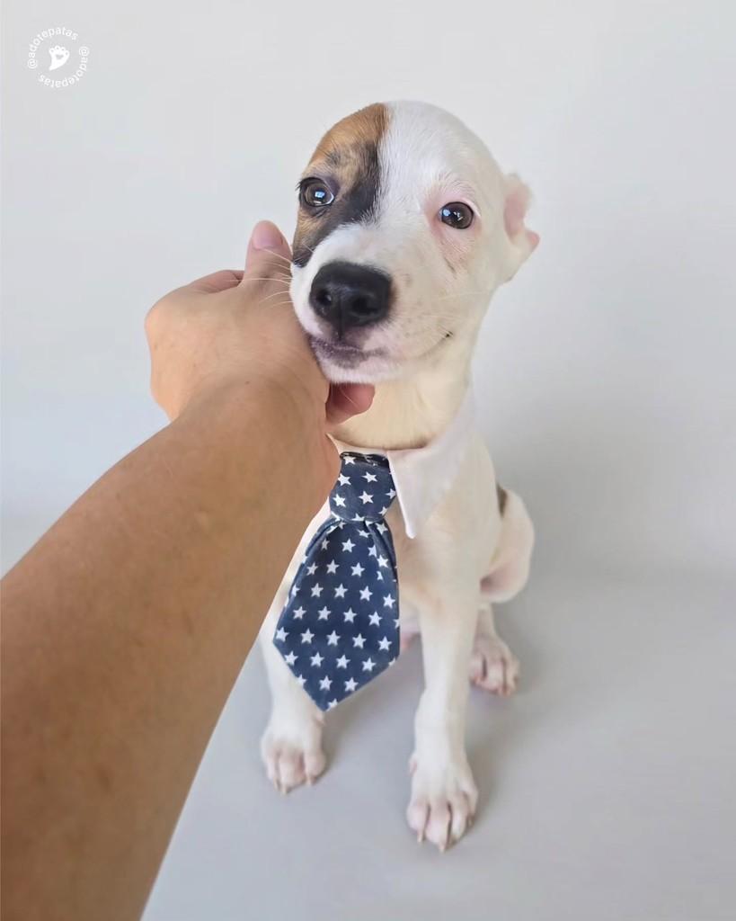 Henri, cachorro de porte médio para adoção em Salvador - BA