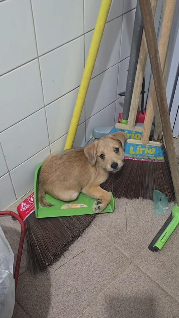 Fiapo, cachorro de porte médio para adoção em Salvador - BA