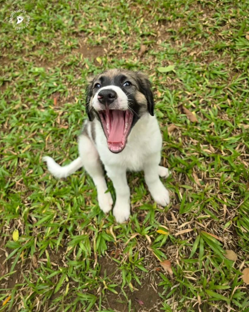 Júpiter, cachorro de porte médio para adoção em Salvador - BA