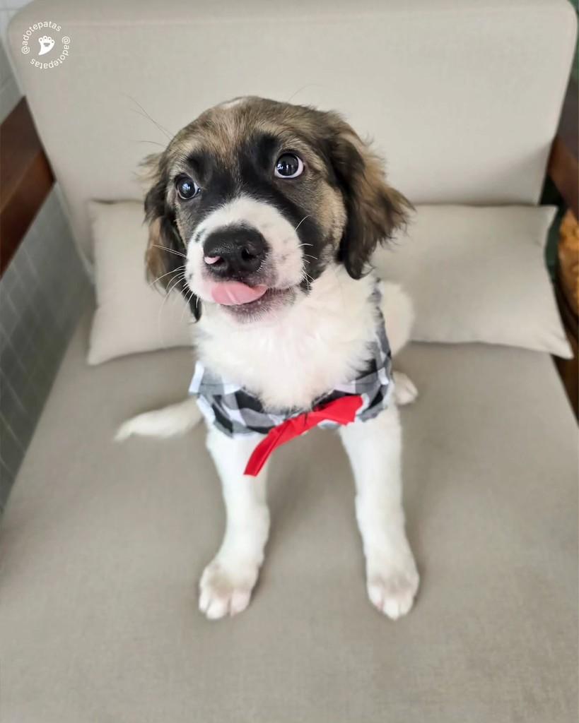 Júpiter, cachorro de porte médio para adoção em Salvador - BA — foto 2 de 13