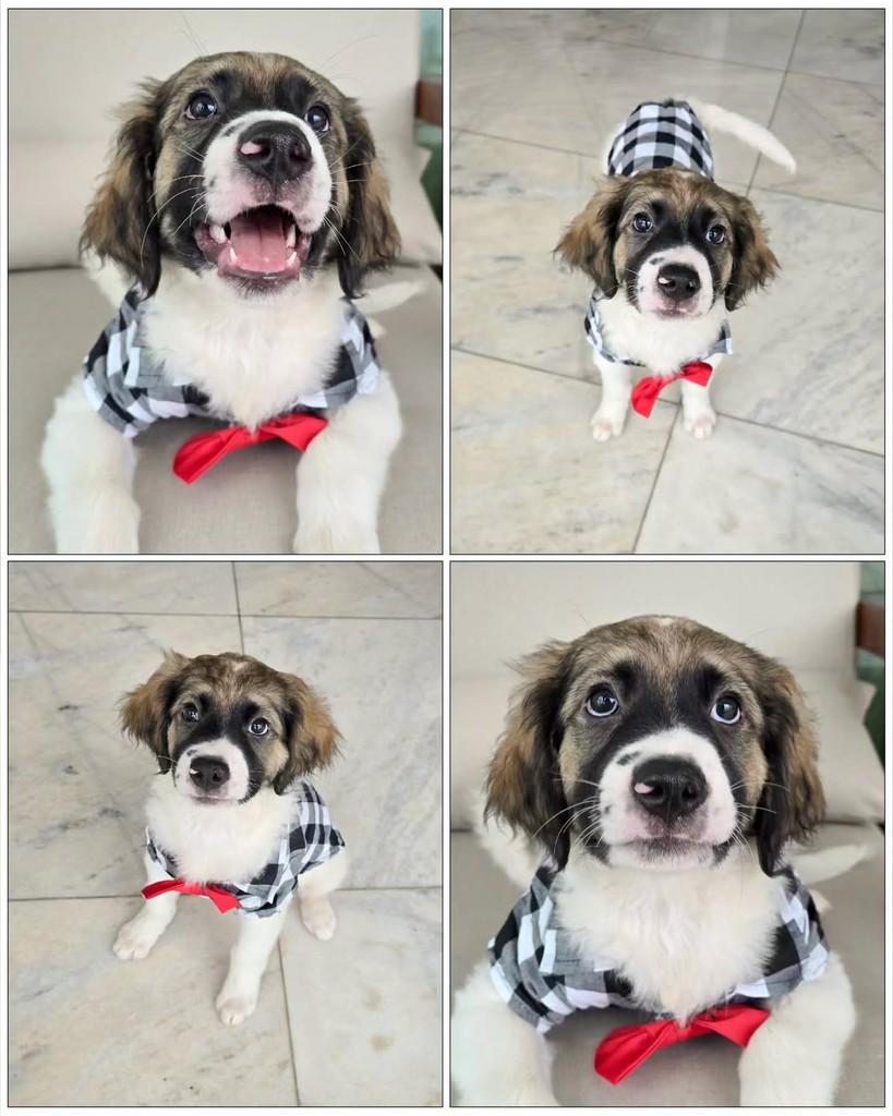 Júpiter, cachorro de porte médio para adoção em Salvador - BA — foto 3 de 13