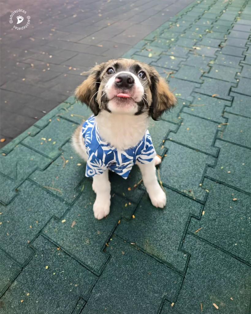 Júpiter, cachorro de porte médio para adoção em Salvador - BA — foto 4 de 13