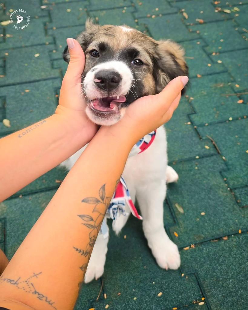 Júpiter, cachorro de porte médio para adoção em Salvador - BA — foto 5 de 13