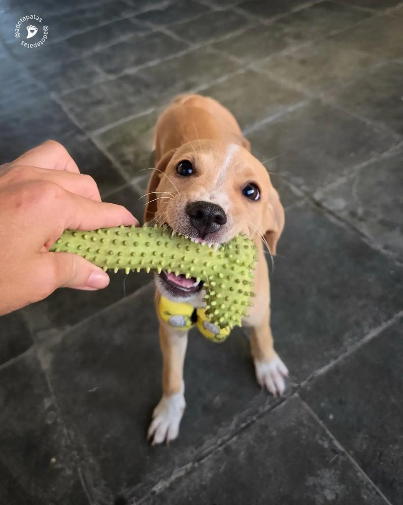 Bob, cachorro de porte médio para adoção em Salvador - BA