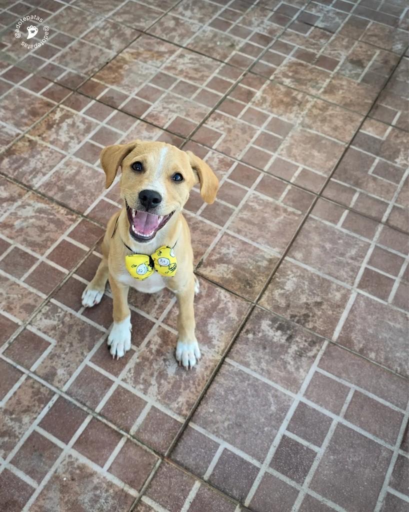 Bob, cachorro de porte médio para adoção em Salvador - BA — foto 2 de 9