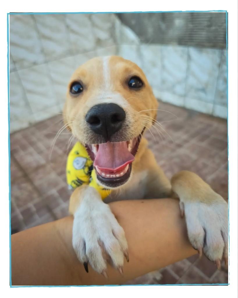 Bob, cachorro de porte médio para adoção em Salvador - BA — foto 3 de 9
