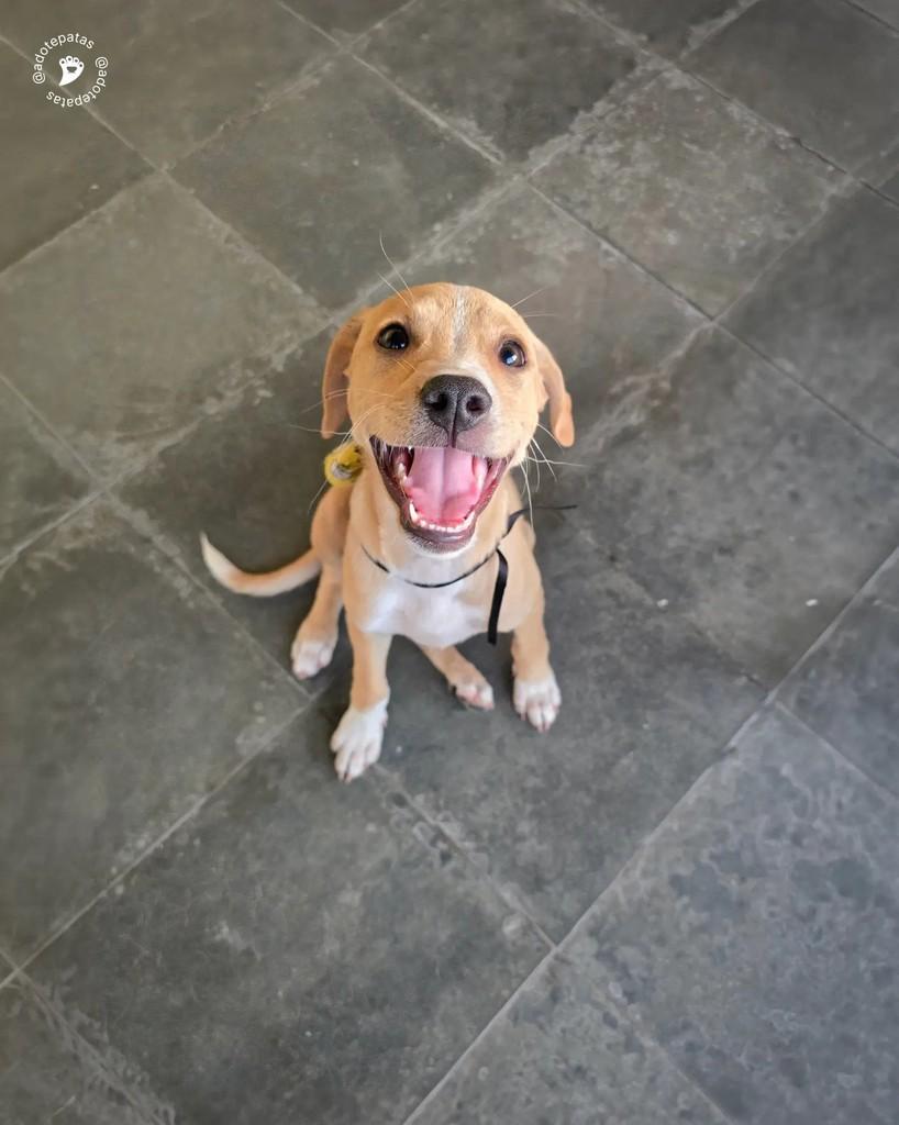 Bob, cachorro de porte médio para adoção em Salvador - BA — foto 4 de 9