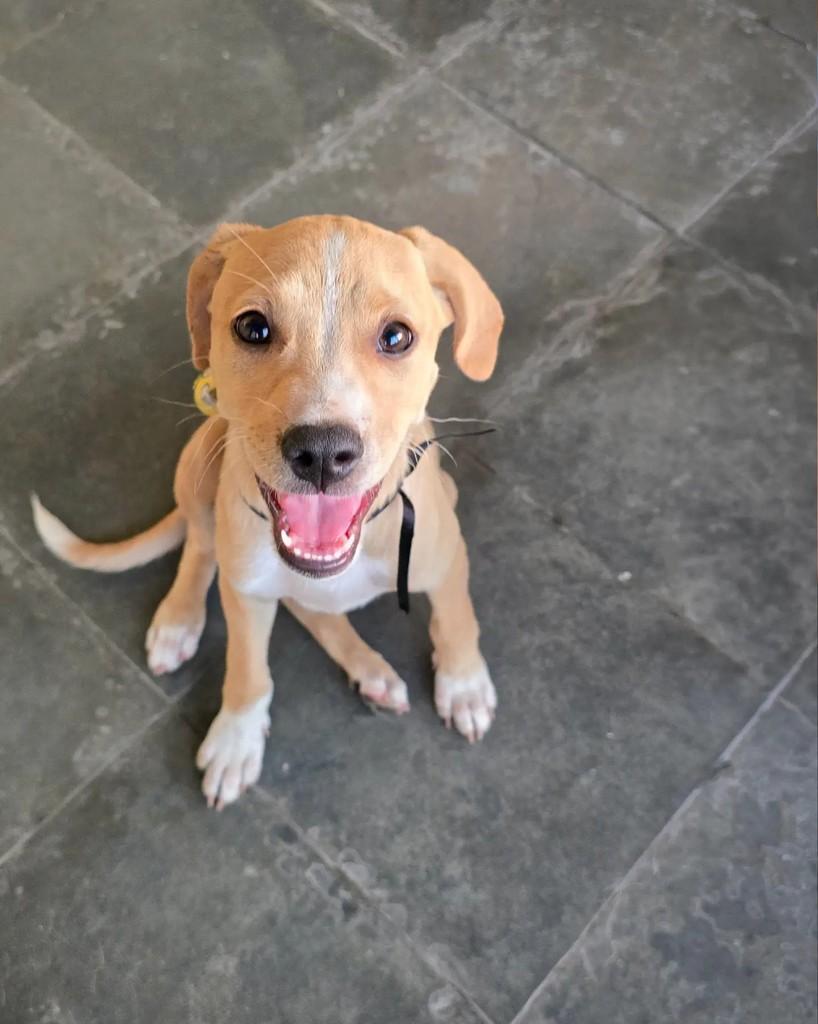 Bob, cachorro de porte médio para adoção em Salvador - BA — foto 5 de 9