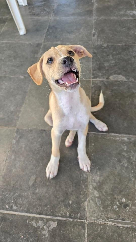 Patrick Estrela, cachorro de porte médio para adoção em Salvador - BA