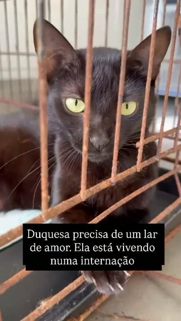 Duquesa, gata de porte pequeno para adoção em Maceió - AL