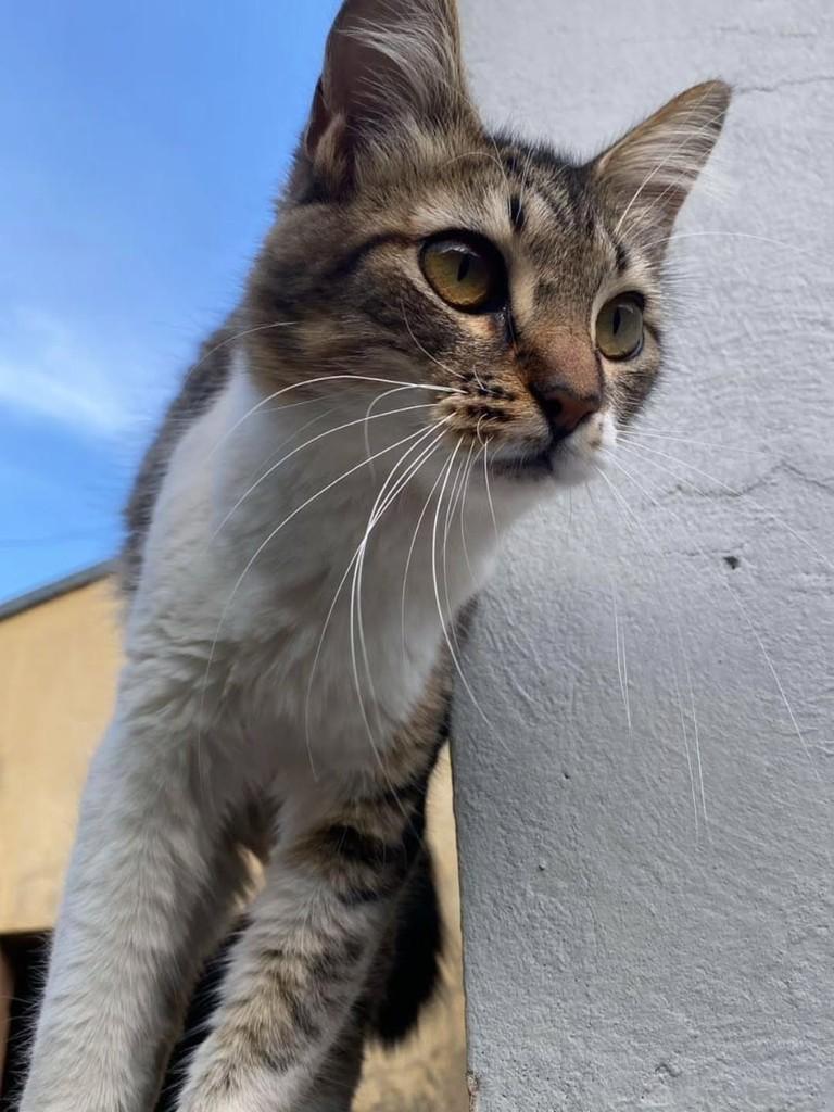 Estela, gato de porte médio para adoção em Bauru - SP