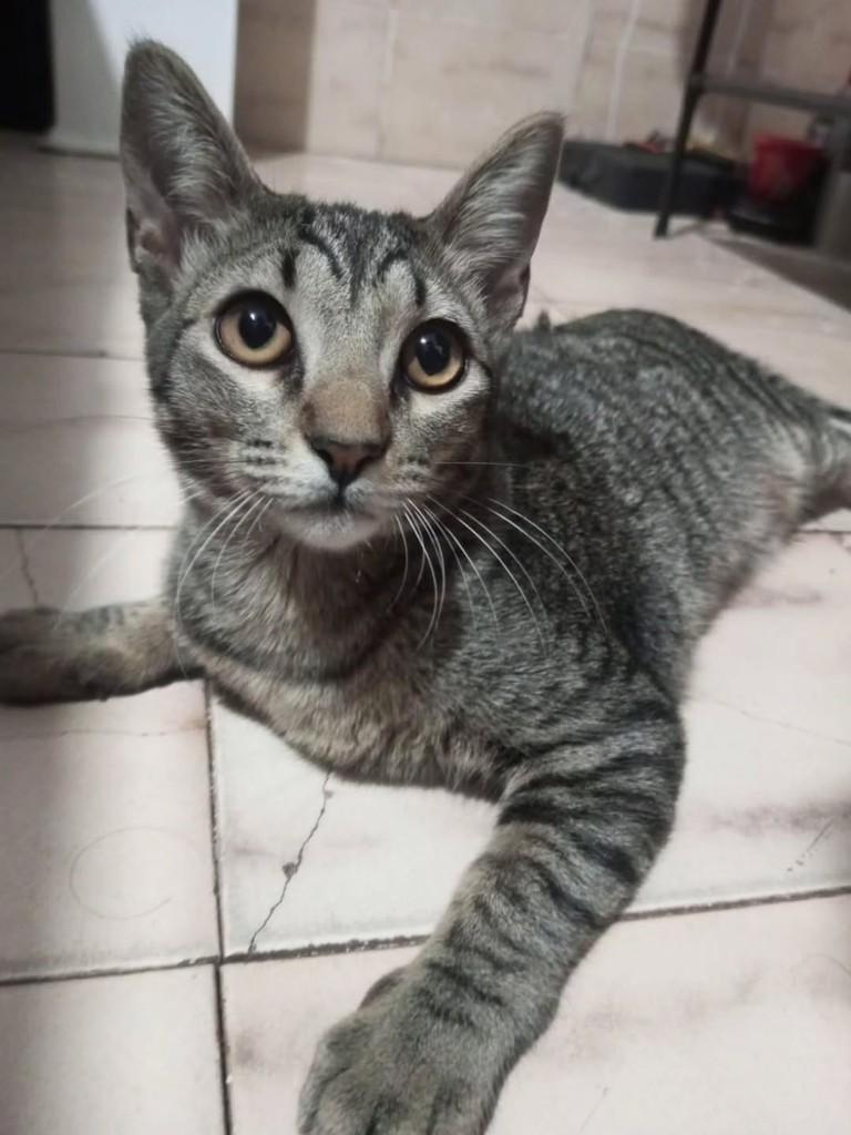 Majin, gato de porte pequeno para adoção em Bauru - SP