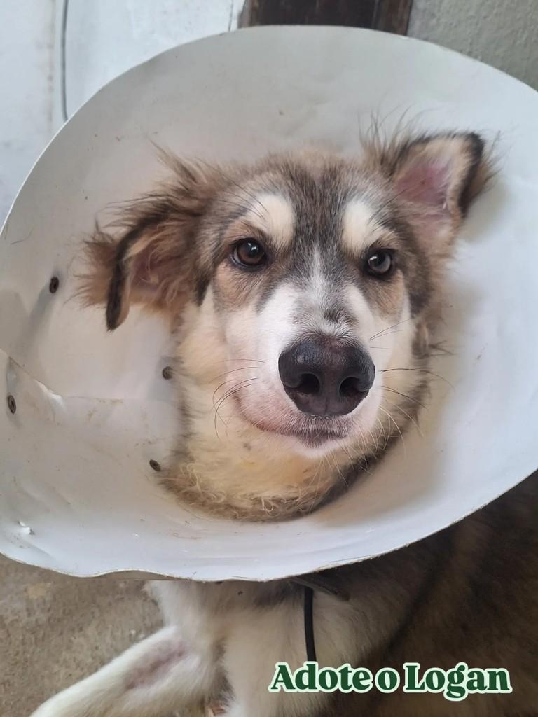 Logan, cachorro de porte médio para adoção em Palmeira dos Índios - AL