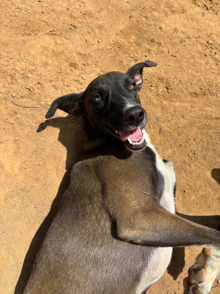 Biscoito, cachorro de porte médio para adoção em Palmeira dos Índios - AL
