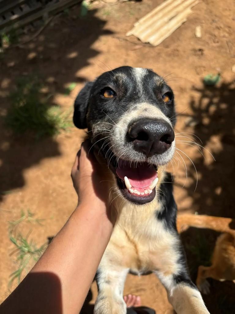 Tom, cachorro de porte médio para adoção em Palmeira dos Índios - AL