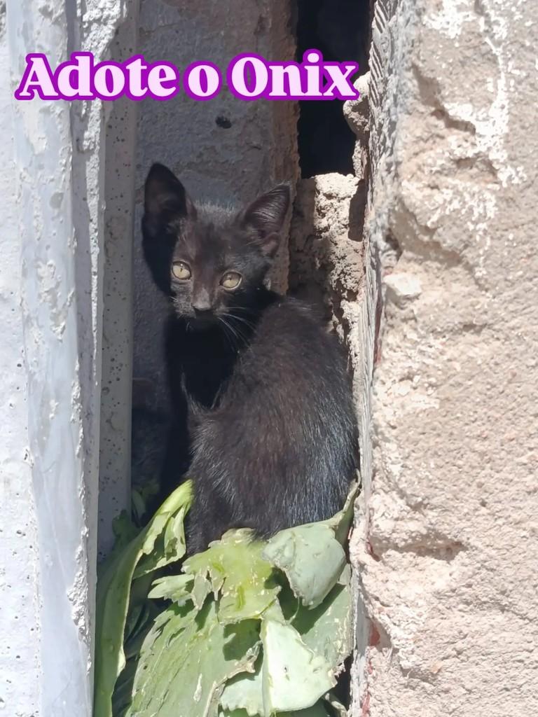 Ônix, gato de porte pequeno para adoção em Palmeira dos Índios - AL