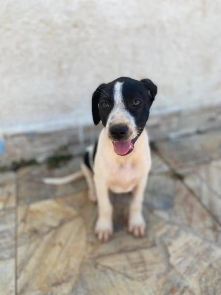 Menininha, cachorro de porte pequeno para adoção em Palmeira dos Índios - AL