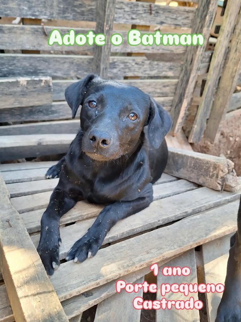 Batman, cachorro de porte pequeno para adoção em Palmeira dos Índios - AL