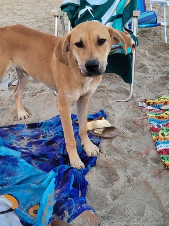 Lindão, cachorro de porte grande para adoção em Itajaí - SC
