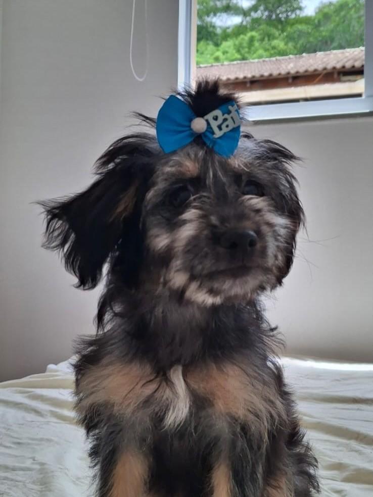 Amora, cachorro de porte médio para adoção em Penha - SC