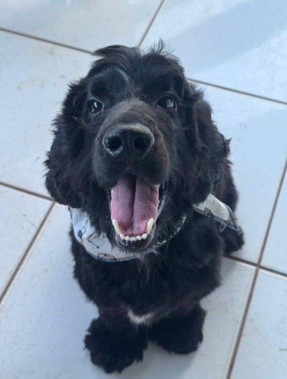 Duck, cachorro de porte médio para adoção em Penha - SC
