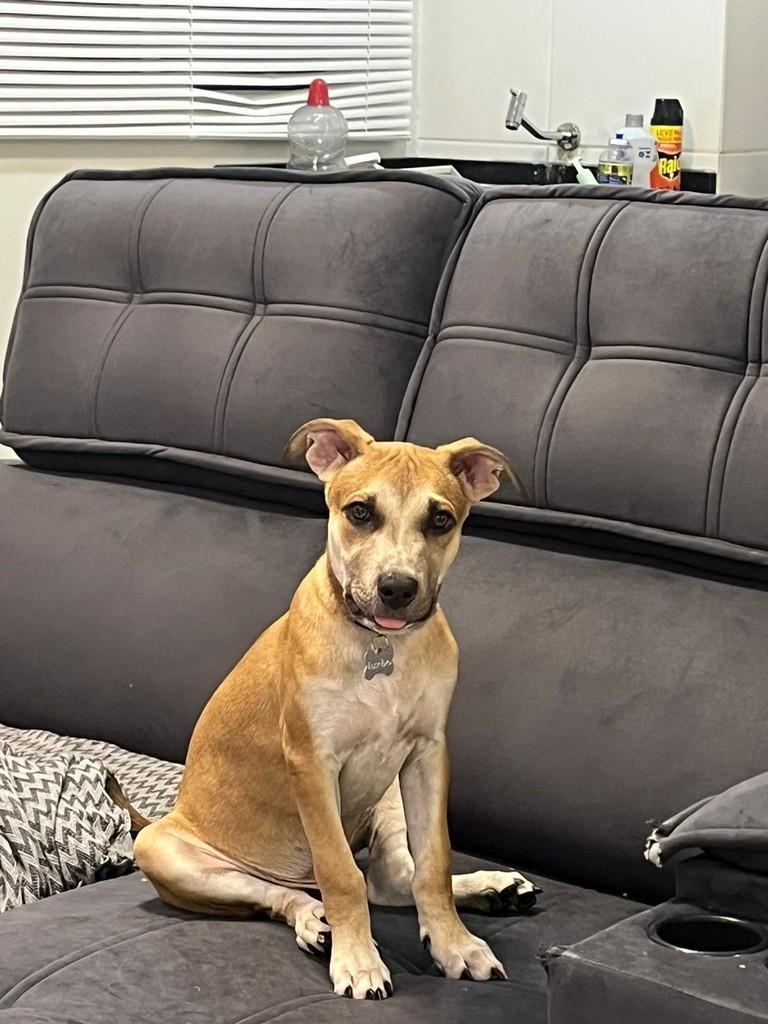 Eusébio, cachorro de porte médio para adoção em Eusébio - CE