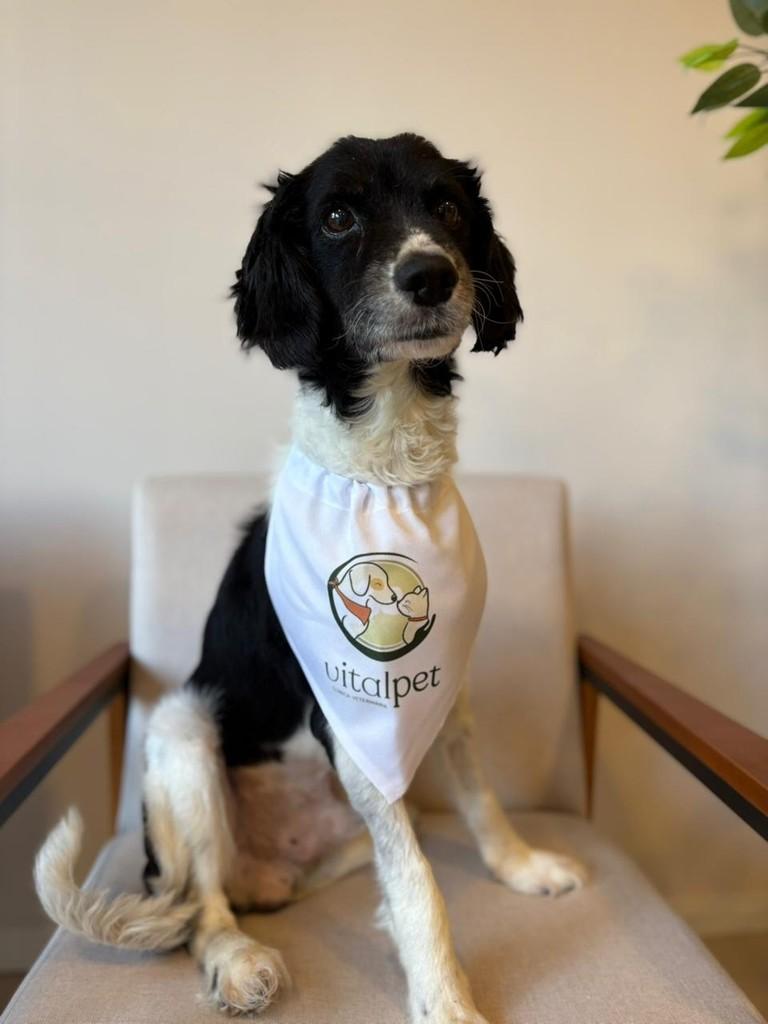 Astro, cachorro de porte médio para adoção em Balneário Piçarras - SC