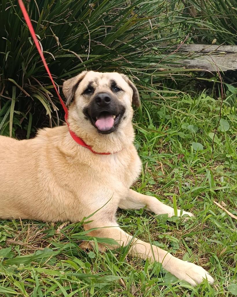 Neymar, cachorro de porte médio para adoção em Penha - SC