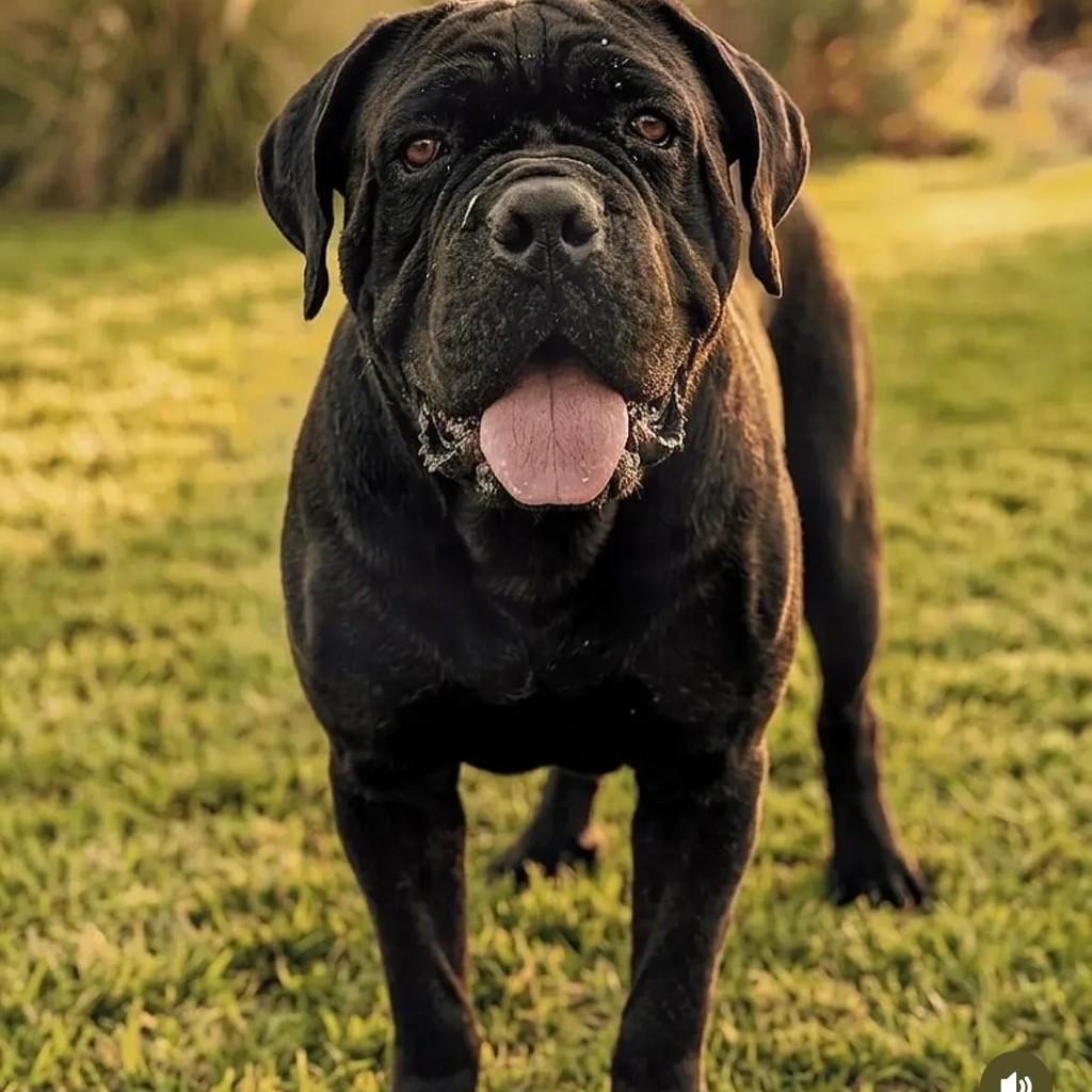 Professor Girafales, cachorro de porte grande para adoção em Penha - SC