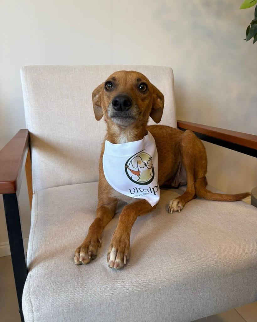 Pequena, cachorro de porte pequeno para adoção em Penha - SC