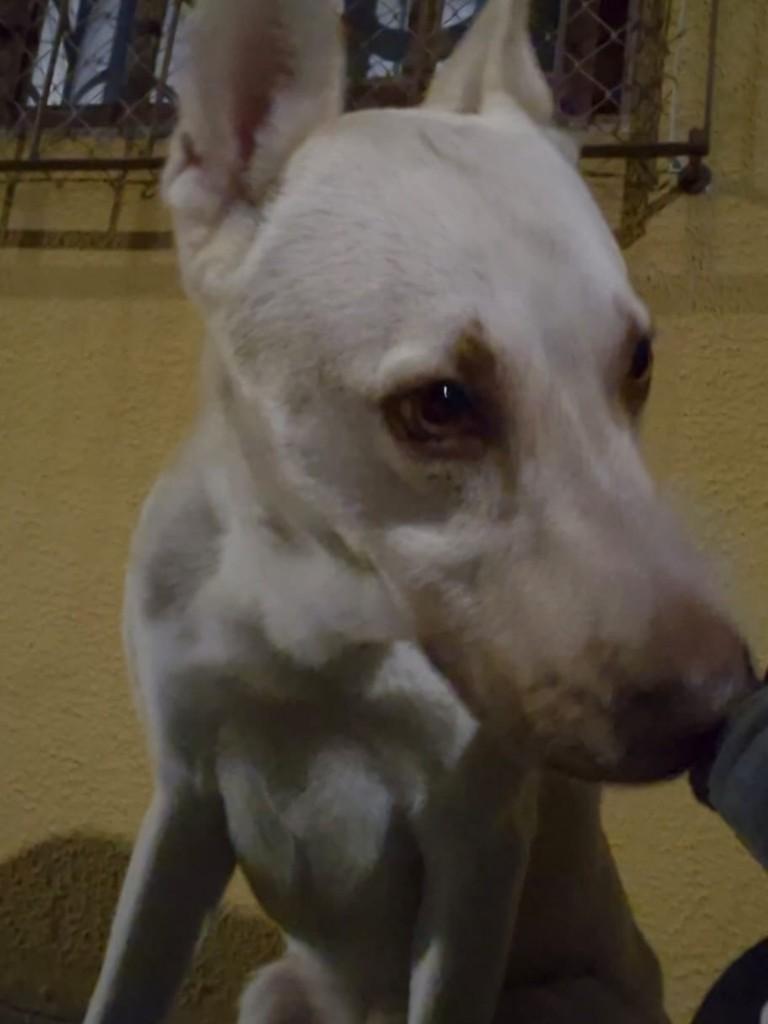 Thor, cachorro de porte grande para adoção em Itajaí - SC