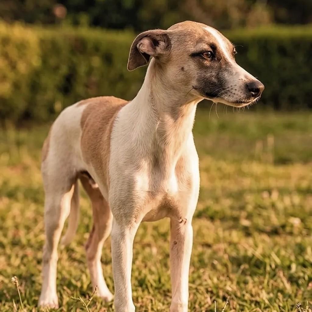 Leandrinha, cachorro de porte médio para adoção em Penha - SC