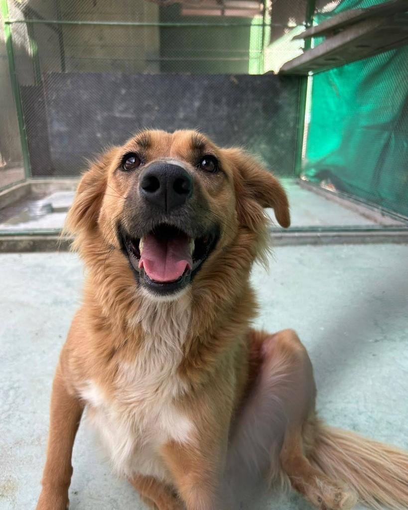 Princesa, cadela de porte médio para adoção em Penha - SC