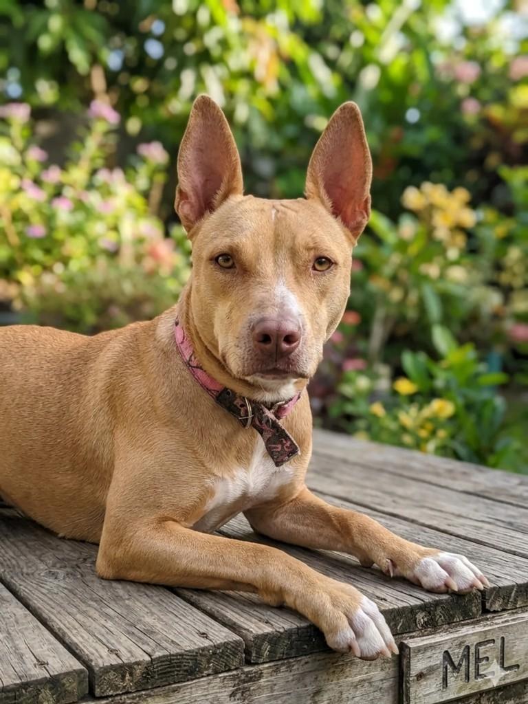Zoe, cachorro de porte médio para adoção em Penha - SC