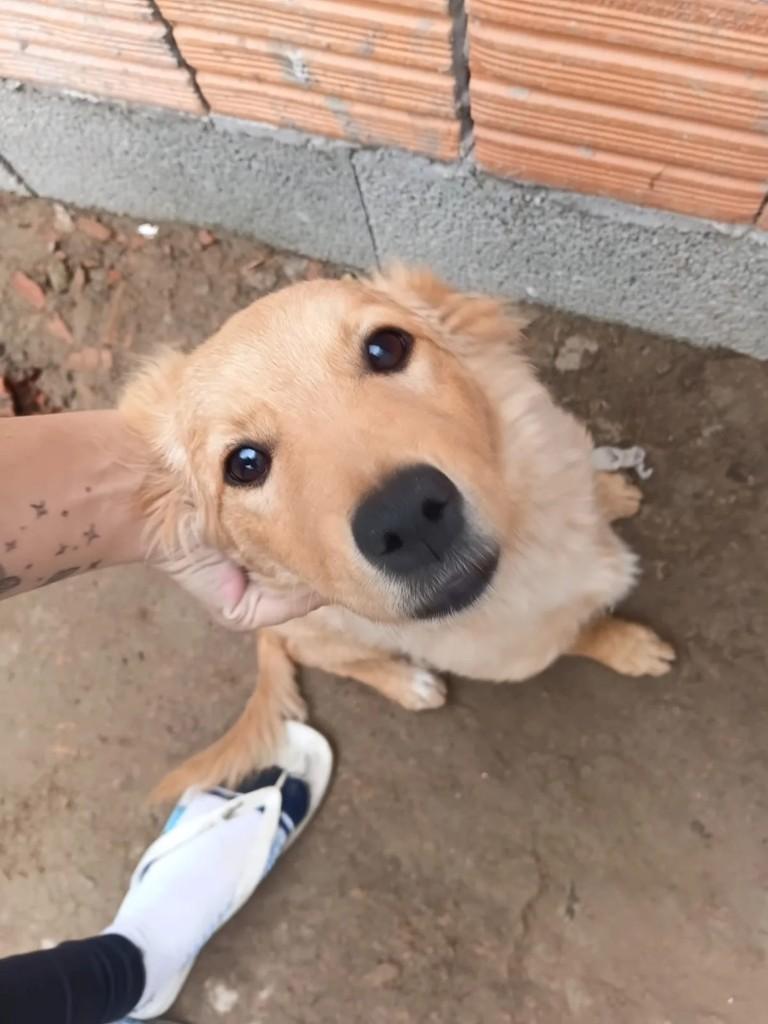 Berenice, cachorro de porte médio para adoção em Penha - SC