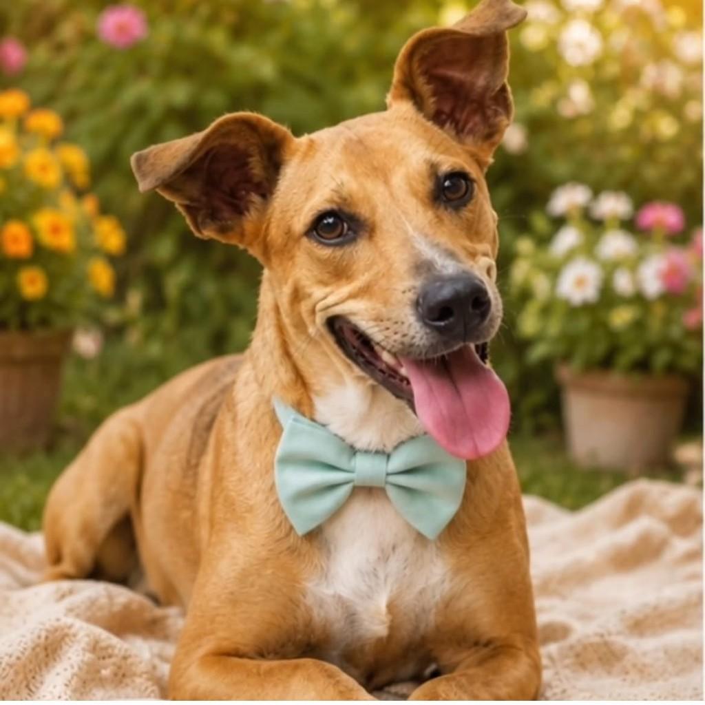 Ruck, cachorro de porte médio para adoção em Itajaí - SC
