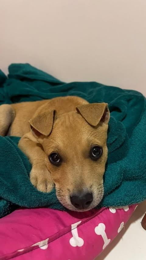 Transbeto, cachorro de porte pequeno para adoção em Penha - SC