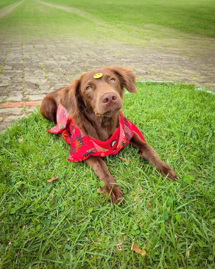 Oliver, cachorro de porte médio para adoção em Salvador - BA