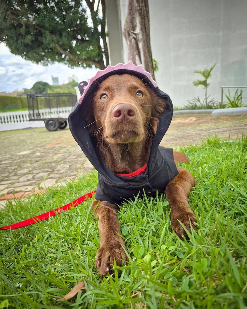 Oliver, cachorro de porte médio para adoção em Salvador - BA — foto 2 de 2