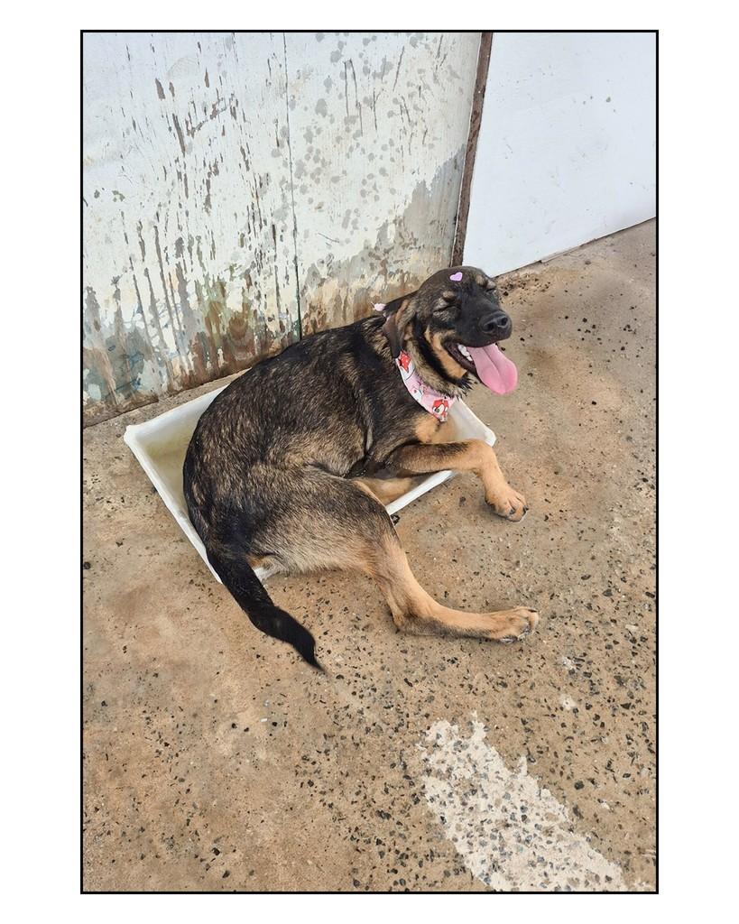 Canjica, cadela de porte médio para adoção em Salvador - BA — foto 2 de 8