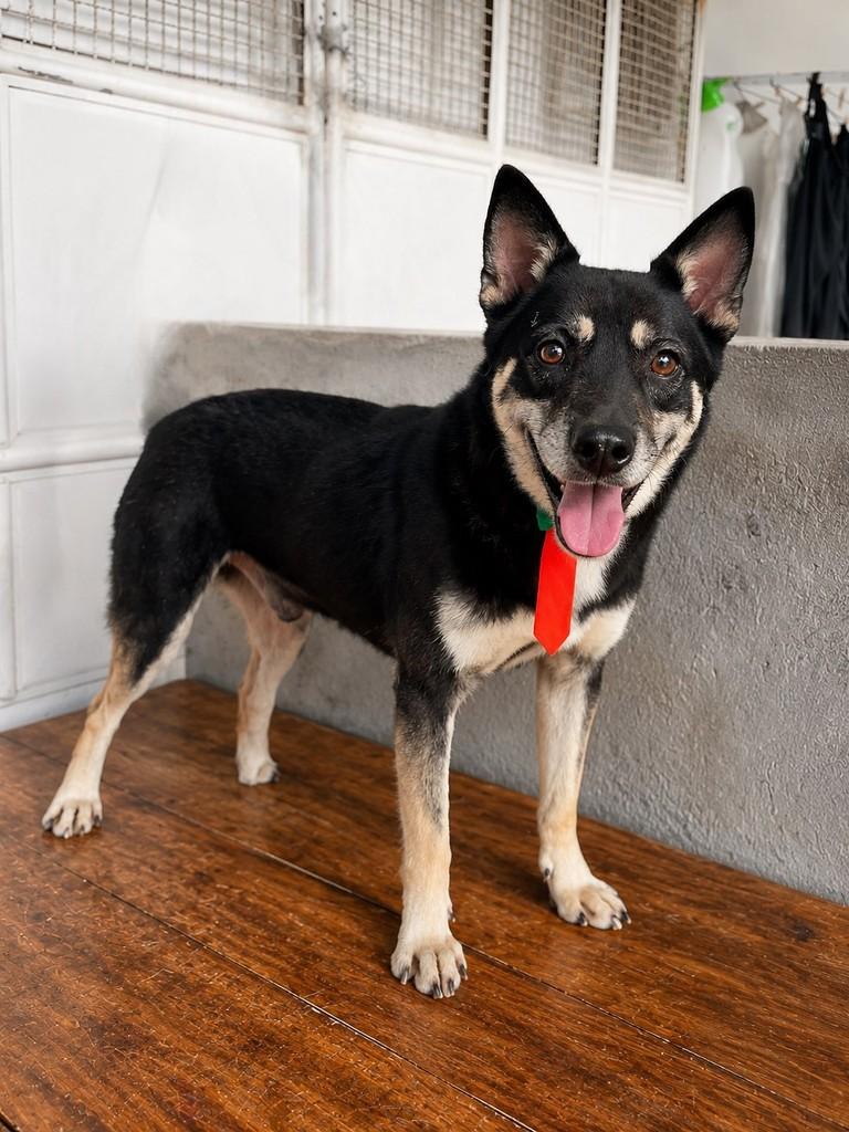 Benito, cachorro de porte médio para adoção em Salvador - BA