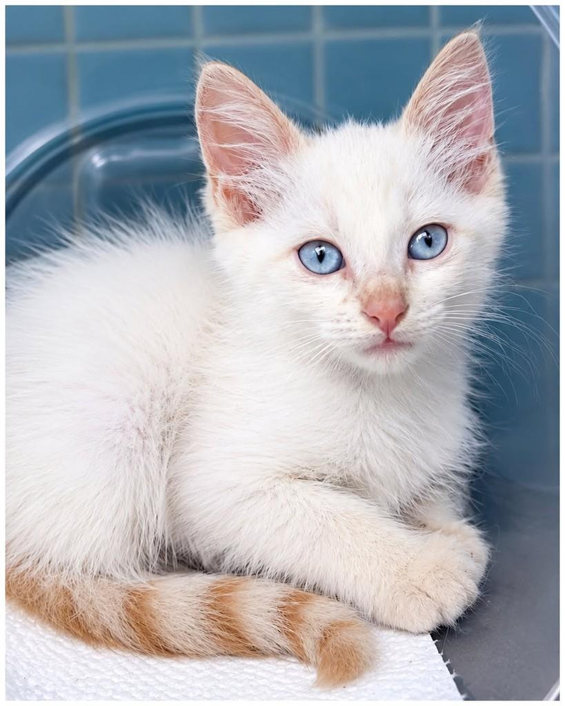Floquinho, gato de porte pequeno para adoção em Salvador - BA