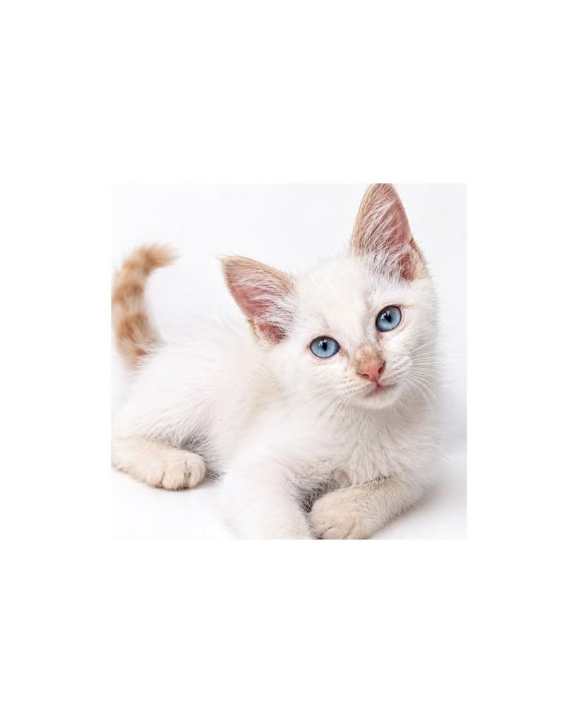 Floquinho, gato de porte pequeno para adoção em Salvador - BA — foto 2 de 2