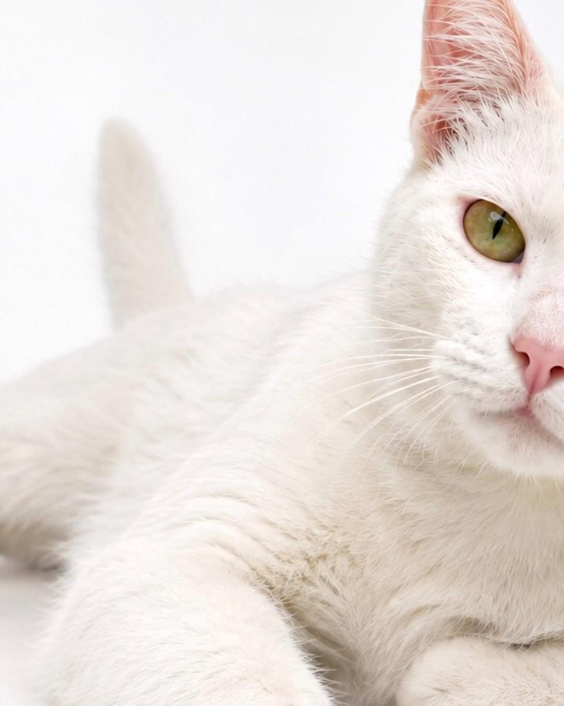 Supla, gato de porte médio para adoção em Salvador - BA