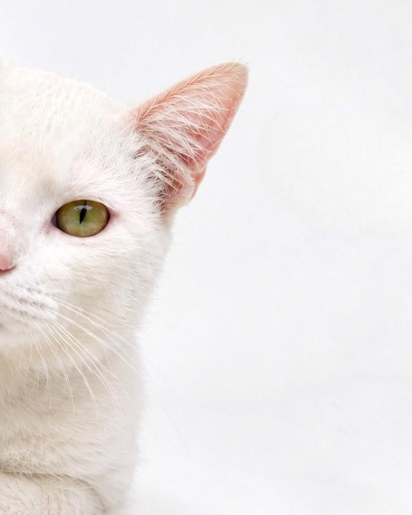 Supla, gato de porte médio para adoção em Salvador - BA — foto 2 de 3