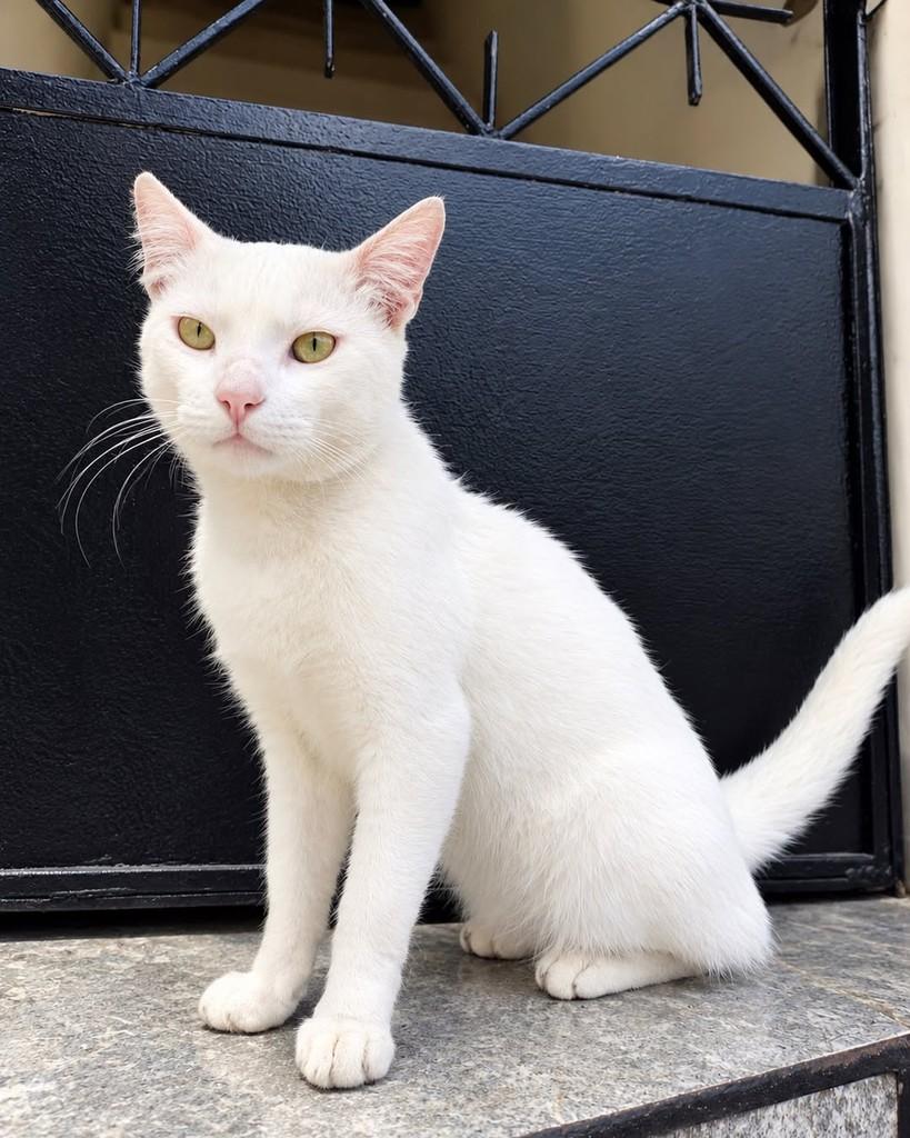 Supla, gato de porte médio para adoção em Salvador - BA — foto 3 de 3