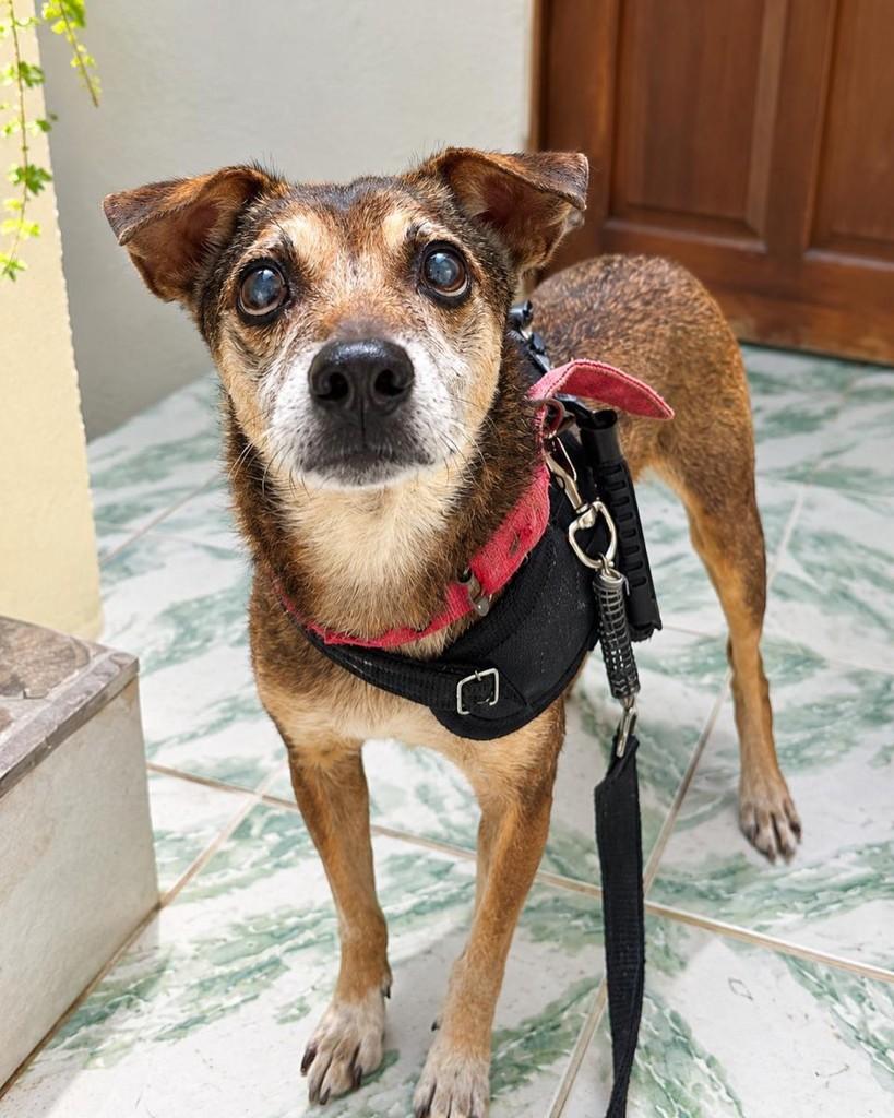 Dino, cachorro de porte pequeno para adoção em Salvador - BA
